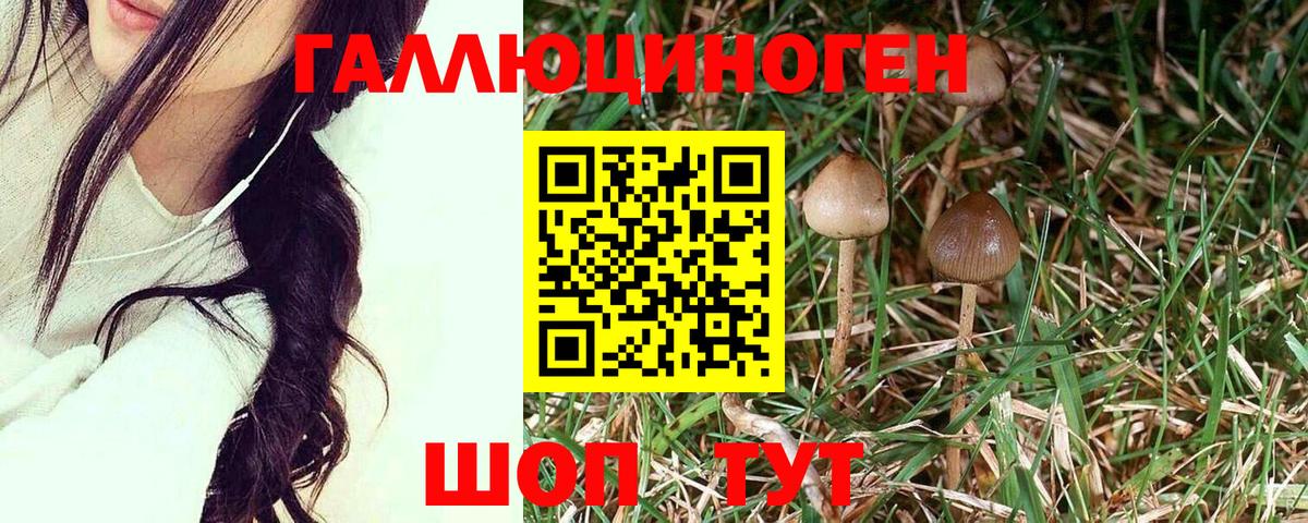 Галлюциногенные грибы Psilocybine cubensis Черняховск